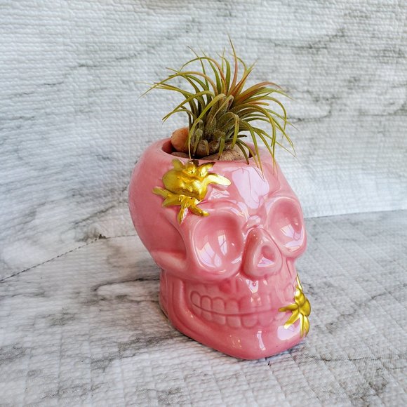 Other - Skull with Air Plant, Ceramic Skull Planter, Pink Skull, Halloween, Day of Dead